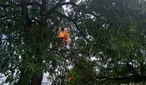 Bahayakan Pengguna Jalan, Damkar Bakar Sarang Tawon di Alun-alun Kota Bogor