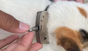 Bercandanya Nggak Lucu, Pelajar di Citeureup Borgol Leher Kucing, Guru Minta Bantuan Damkar