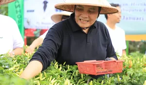 Panen Cabai di Halaman Kantor Dinas, Pj Bupati Bogor Ingin Tingkatkan Produksi Hasil Pertanian