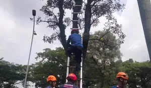 Lagi Jalan Lihat Kucing di Atas Pohon, Hubungi Damkar Langsung Diselamatkan