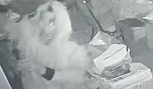 Selain SDN Petir 04, Pencurian Juga Terjadi di SDN Cilubang 01 Dramaga, Aksi Pelaku Terekam CCTV