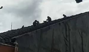 Kawanan Monyet Liar Turun ke Pemukiman dan Ladang Warga Dramaga, Diduga Kelaparan