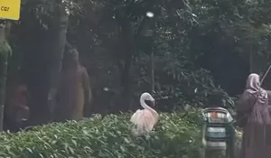 Viral Pengunjung Taman Safari Turun dari Mobil, Pengelola Janji Berikan Sanksi Tegas