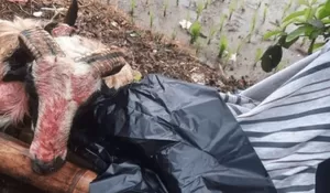 Waspada! Jelang Ramadan, Pencuri Hewan Ternak Gentayangan di Kota Sukabumi