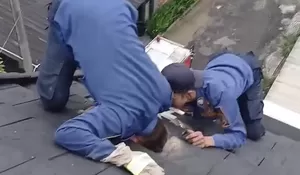 Saat Damkar Naik ke Plafon Lantai 3, Selamatkan Kucing yang Terperangkap di Rumah Warga