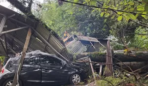 Bruk! Pohon Mlanding Setinggi 20 Meter Tumbang Timpa Bengkel di Batutulis Bogor, Mobil Servisan Penyok
