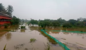 Ratusan Kolam Tambak Ikan di Ciseeng Bogor Terendam Banjir, Kerugian Capai Ratusan Juta