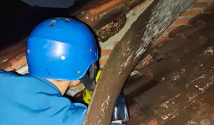 Warga Bojonggede Disengat Tawon Vespa hingga Masuk Rumah Sakit, Damkar Evakuasi Sarangnya di Atap Rumah