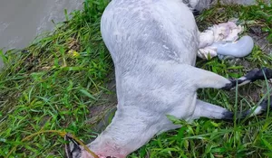 Dipotong di Kandang, Kambing Milik Warga Rumpin Ludes Digondol Maling