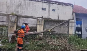 Hujan Deras, Pohon Mangga 4 Meter Tumbang