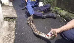 Ular Sanca 3 Meter di Pohon Sawo Bikin Geger Warga