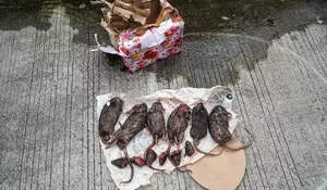 Teror Tempo Berlanjut! Kardus Berisi Tikus Mati Ditemukan di Depan Kantor, Kebebasan Pers Terancam?