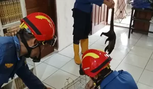 Musang Sembunyi di Rak Buku, Warga Bojonggede Panggil Damkr