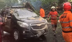 Pohon Tumbang di Jalan Ir H Juanda Bogor, Dua Orang Terluka, Arus Lalu Lintas Macet Total
