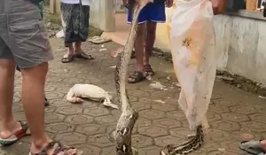 Geger! Ular Piton Sepanjang 4 Meter Mangsa Ayam Ternak Warga di Dramaga Bogor