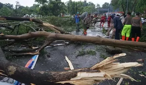 Komplek Perkantoran Pemkab Bogor Diterjang Hujan Deras dan Angin Kencang, Sejumlah Pohon Tumbang dan Tutup Akses Jalan
