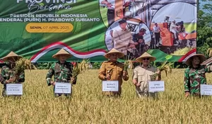 Bupati Rudy Susmanto Panen Raya Padi di Singsari Jonggol, Janji Maksimalkan Bantuan untuk Petani