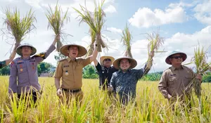 Komitmen Ketahanan Pangan, Ketua DPRD Kota Bogor Dukung Panen Raya Padi Serentak