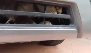 Bisa Masuk Nggak Bisa Keluar, Seekor Kucing Terjebak di Kap Mobil