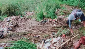 Tanaman Padi Siap Panen Milik Warga Caringin Rusak Akibat Banjir Sampah, Diduga Berasal dari Wisma Kinasih