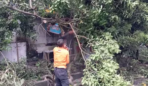 BPBD Kota Sukabumi Tangani Pohon Tumbang Dampak Cuaca Ekstrem