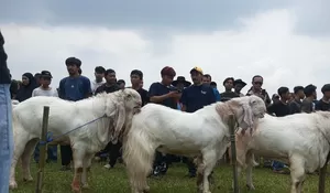 Selain di Bogor, Pesta Patik Domba Digelar di 15 Kota dan Kabupaten di Indonesia