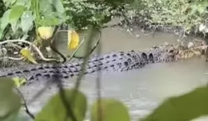 Geger Buaya Besar Muncul di Bekas Galian Tambang di Rumpin, Petugas Gabungan Turun Lakukan Pencarian