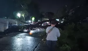 Tiga Pengendara Motor Dikabarkan Tertimpa Pohon Tumbang di Jalan Mercedes Benz Gunungputri