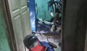 Lagi Asyik Ngopi, Warga Sukaresmi Bogor Kejatuhan Ular Kobra, Ini yang Terjadi Selanjutnya