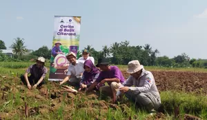 Lapis Bogor Sangkuriang Gandeng IPB Berikan Ilmu Persiapan Bibit Talas buat Petani