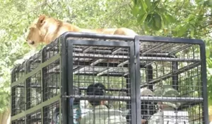 Rasakan Sensasi Seru Memberi Makan Singa di Taman Safari Bogor!