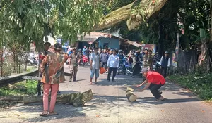 Pohon Akasia di Cigombong Tiba-tiba Tumbang, Akses Jalan Sempat Terputus