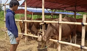 Cerita Penjual Sapi Bima di Depok Jelang Idul Adha, Bawa 94 Ekor dengan Harga Bervariasi