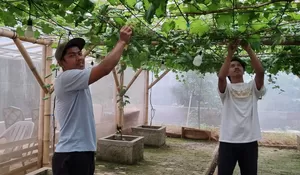Cerita Fizkry Maulana, Merintis Bibit Anggur Hingga jadi Sentra Edukasi Depok Hijau