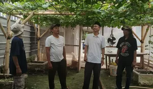 Kobong Nursery dan Safara Grape Garden Kerjasama Kembangkan Budidaya Anggur di Depok