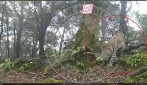 Macan Tutul Jawa Tertangkap Kamera Berkeliran di Area Gunung Salak, Begini Penjelasan TNGHS