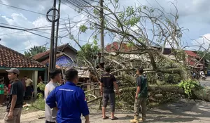 Pohon Tumbang Timpa Kendaraan dan Warung di Ciseeng, Tutupi Jalan hingga Sebabkan Kemacetan Panjang
