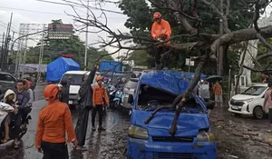 Pohon Tumbang di Jalan Raya Bogor Timpa Angkot Hingga Ringsek, Tiga Orang Jadi Korban