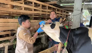 Jelang Idul Adha, Pemkab Bogor Bentuk Tim Pengamanan Hewan Kurban dan Posko Pemeriksaan, Ini Tugasnya