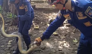 Damkar Tangkap Ular Sanca 3 Meter saat Sedang Makan Ternak Warga