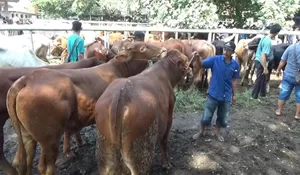 Harga Hewan Kurban di Purwakarta Naik Hingga Rp5 Juta Per Ekor