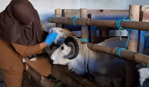 Jelang Idul Adha, Dinas Peternakan Purwakarta Intensifkan Pemeriksaan Hewan 