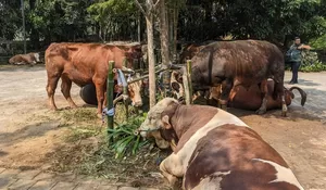 Prabowo Bagi-bagi Sapi Kurban untuk Warga Bogor, Satu RW dapat Satu Sapi