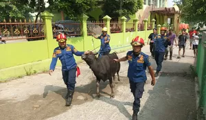 Menyala Damkar! Tangkap Sapi Ngamuk di Cibinong saat Akan Disembelih