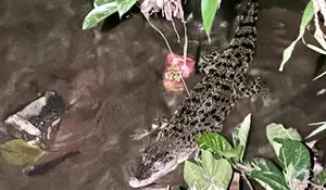 Lagi Begadang, Warga Cibinong Kaget Temukan Buaya di Saluran Air