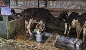 Dapatkan Fasilitas Pembiayaan dan Transaksi dari BRI, Klaster Susu di Ponorogo Berhasil Tingkatkan Kapasitas Produksi