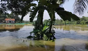 Ratusan Tambak Ikan Milik Warga di Ciseeng Terendam Banjir