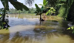 400 Tambak Ikan di Ciseeng Terendam Banjir, Kerugian Capai Miliaran Rupiah
