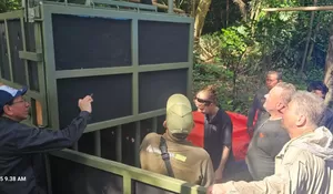 Hanya Tersisa 76 Ekor Badak Jawa di Dunia, Taman Safari Bogor Ambil Bagian dalam Persiapan Translokasi Bersejarah