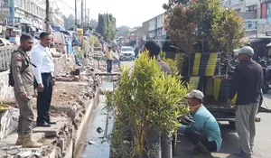 Usai Dibongkar, Bekas Lapak PKL Pasar Cisarua Ditanami Pohon Pucuk Merah